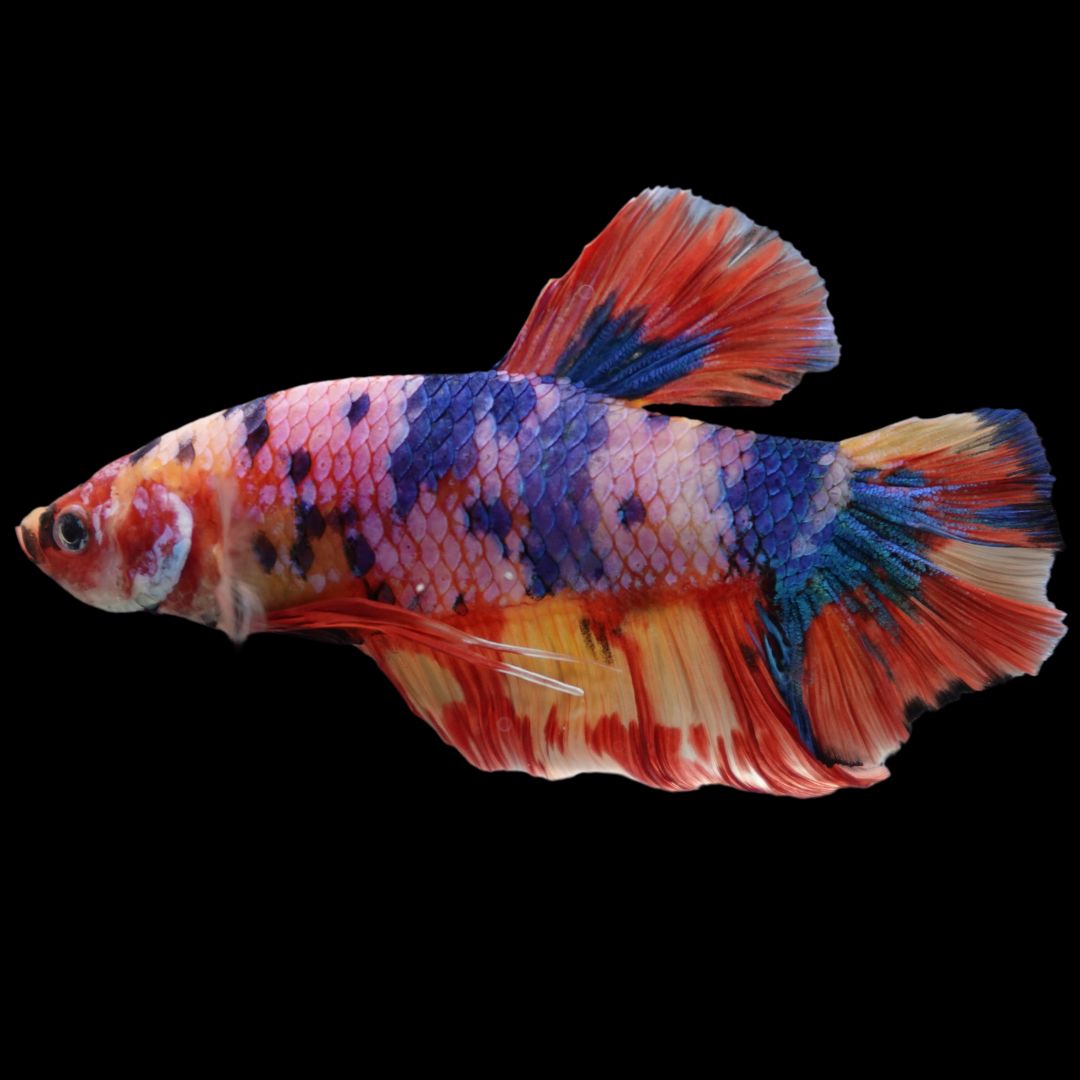 Rare Giant Multicolors Betta Fish