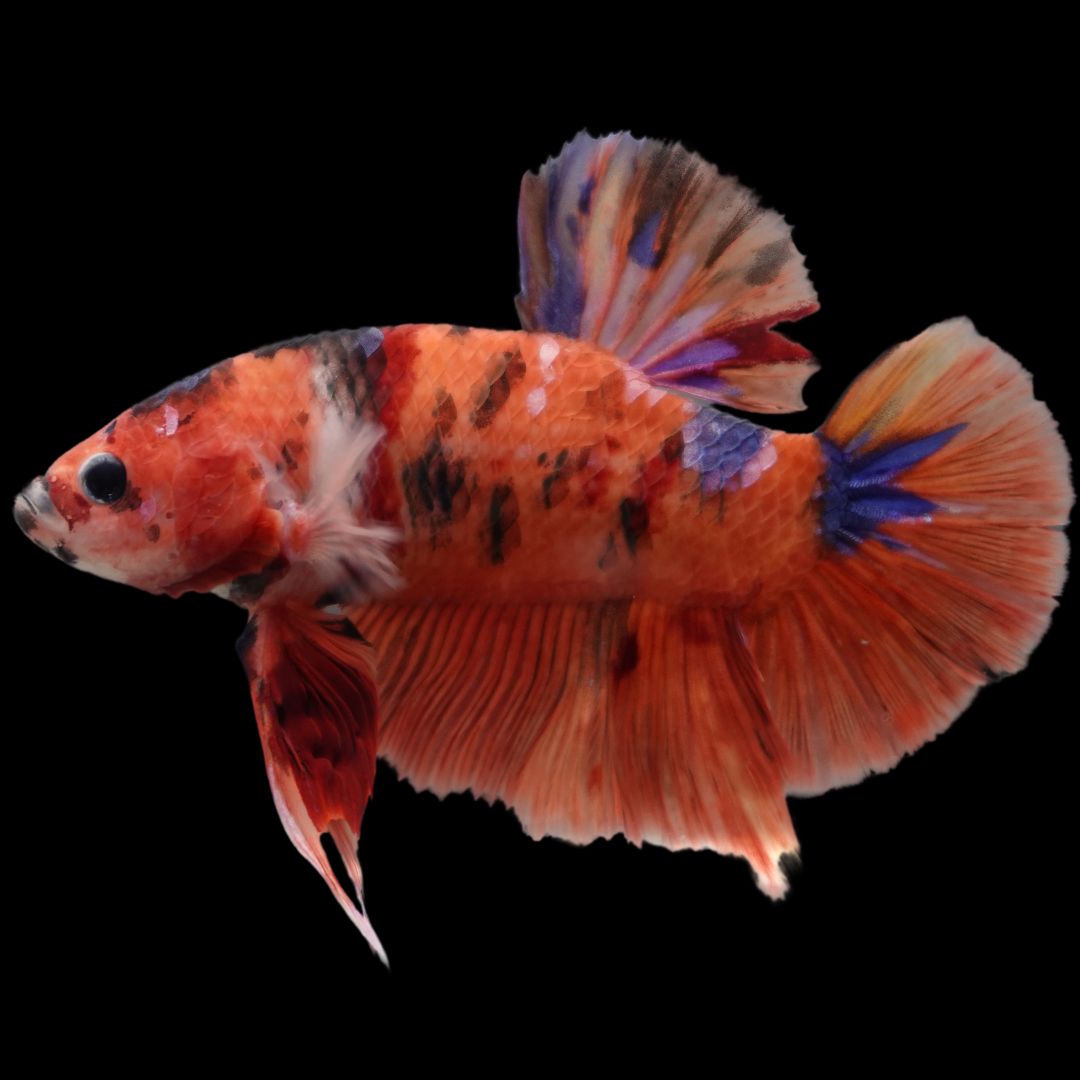 Rare Giant Multicolors Betta Fish