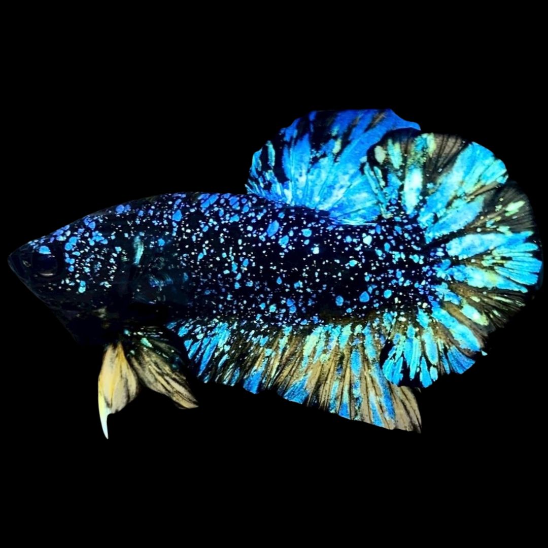 Rare Avatar Betta Fish