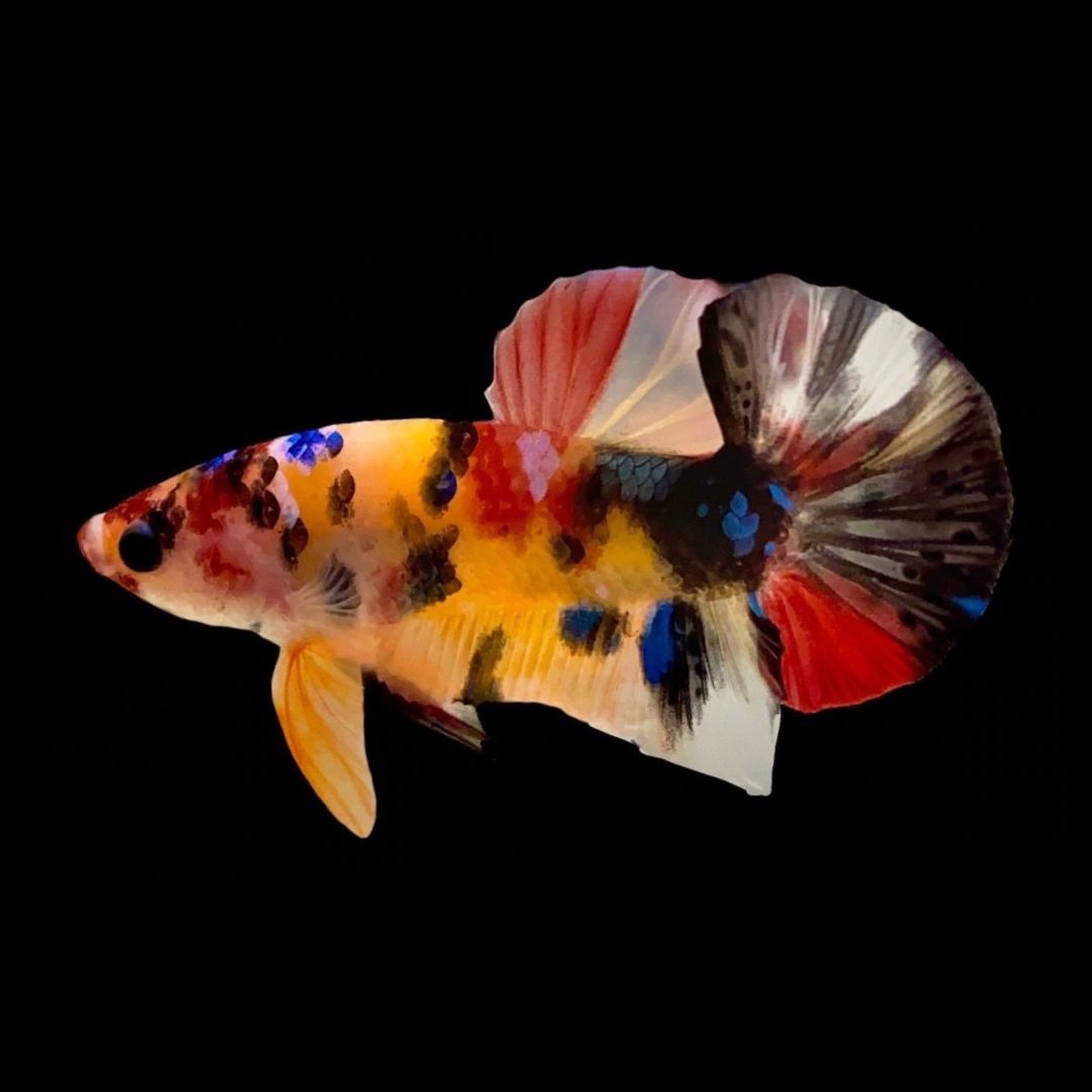 Rare Koi Multicolors Betta Fish