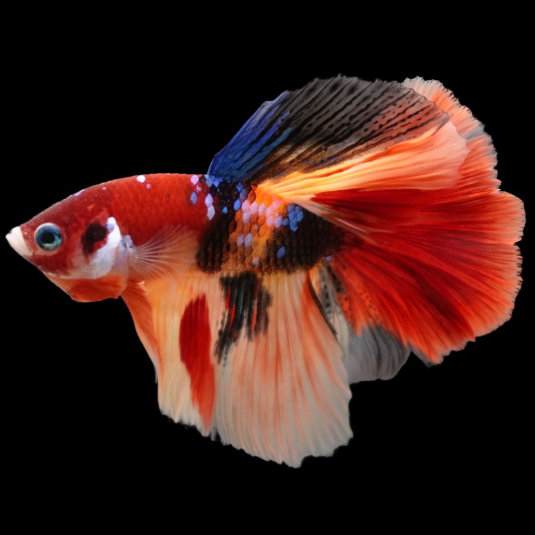 Rare Halfmoon Multicolors Betta Fish