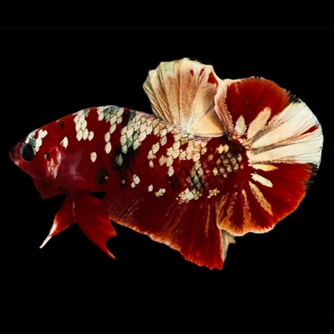 Rare Red Copper Betta Fish