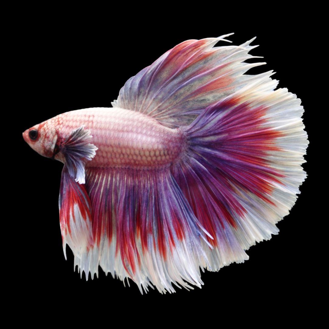 Competition Halfmoon Lollipop Betta Fish