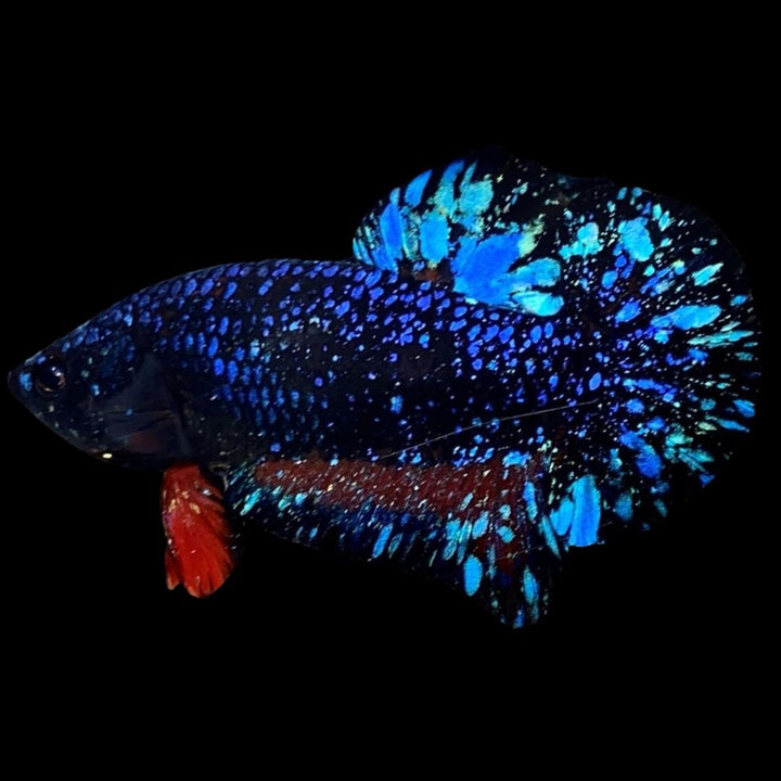 Rare Avatar Betta Fish