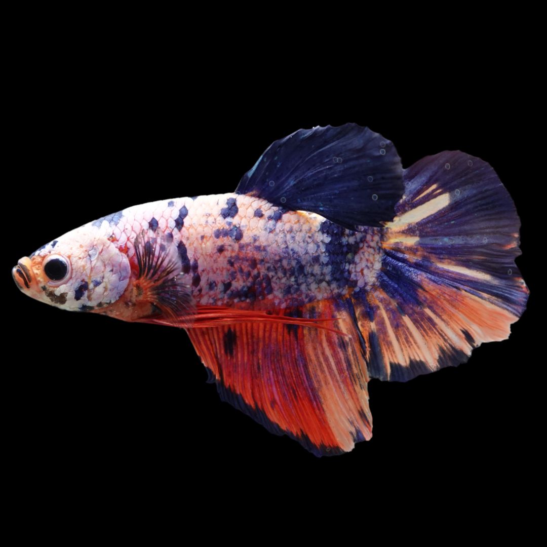 Rare Giant Multicolors Betta Fish