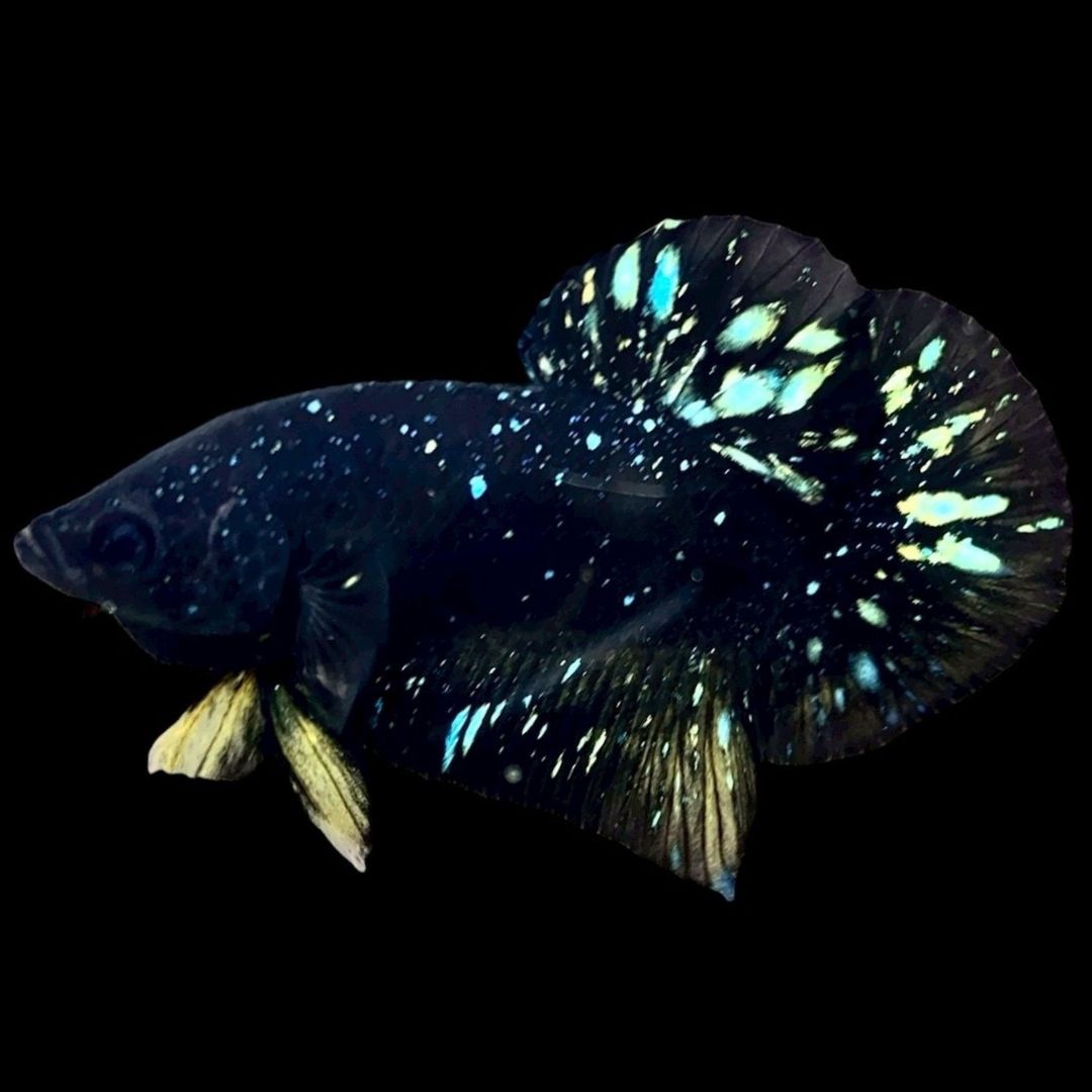 Rare Avatar Betta Fish