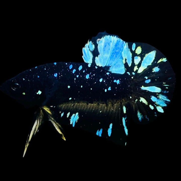 Rare Avatar Betta Fish (Male)