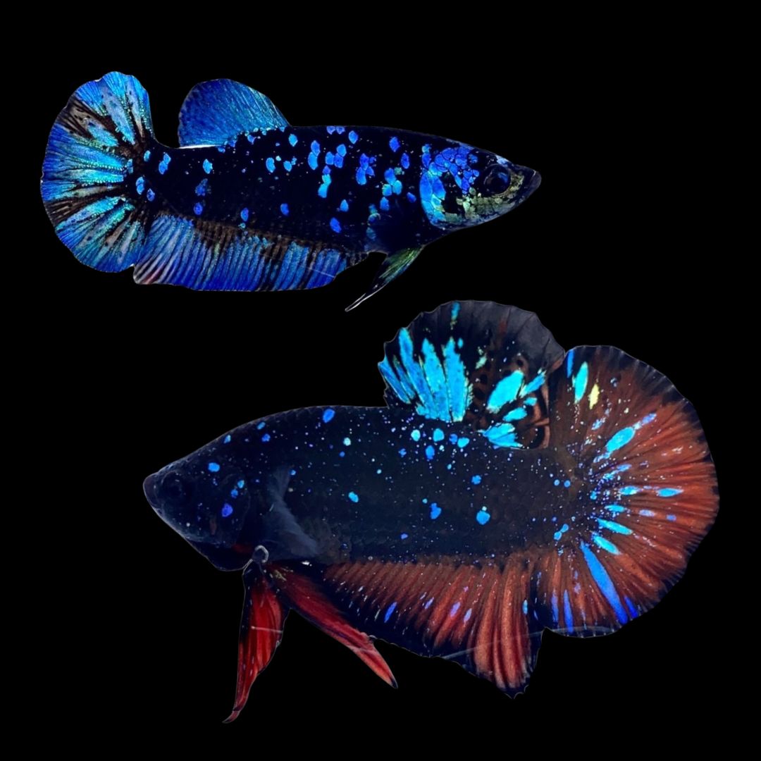 Rare Pair Galaxy Black Star Betta Fish