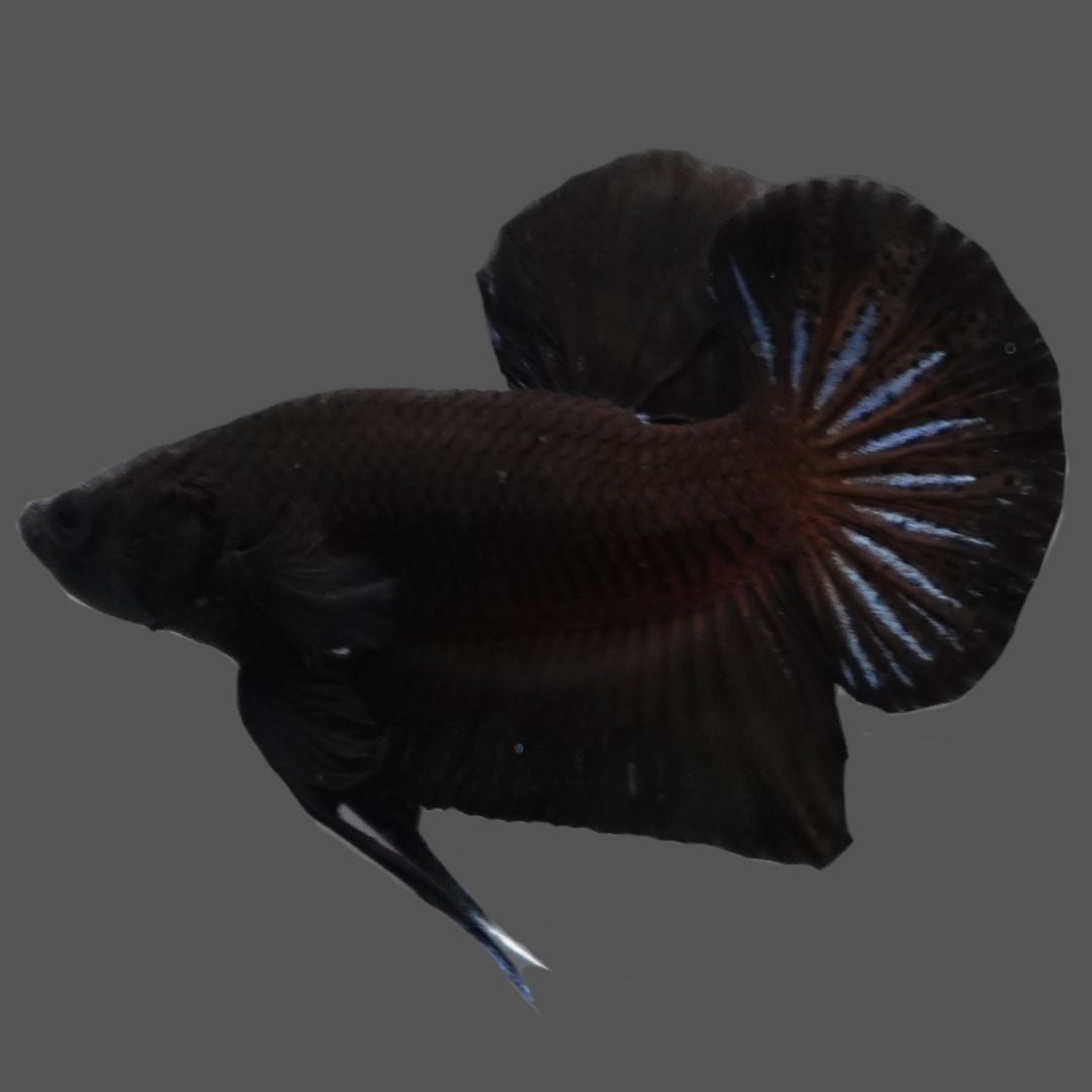 Black Betta Fish