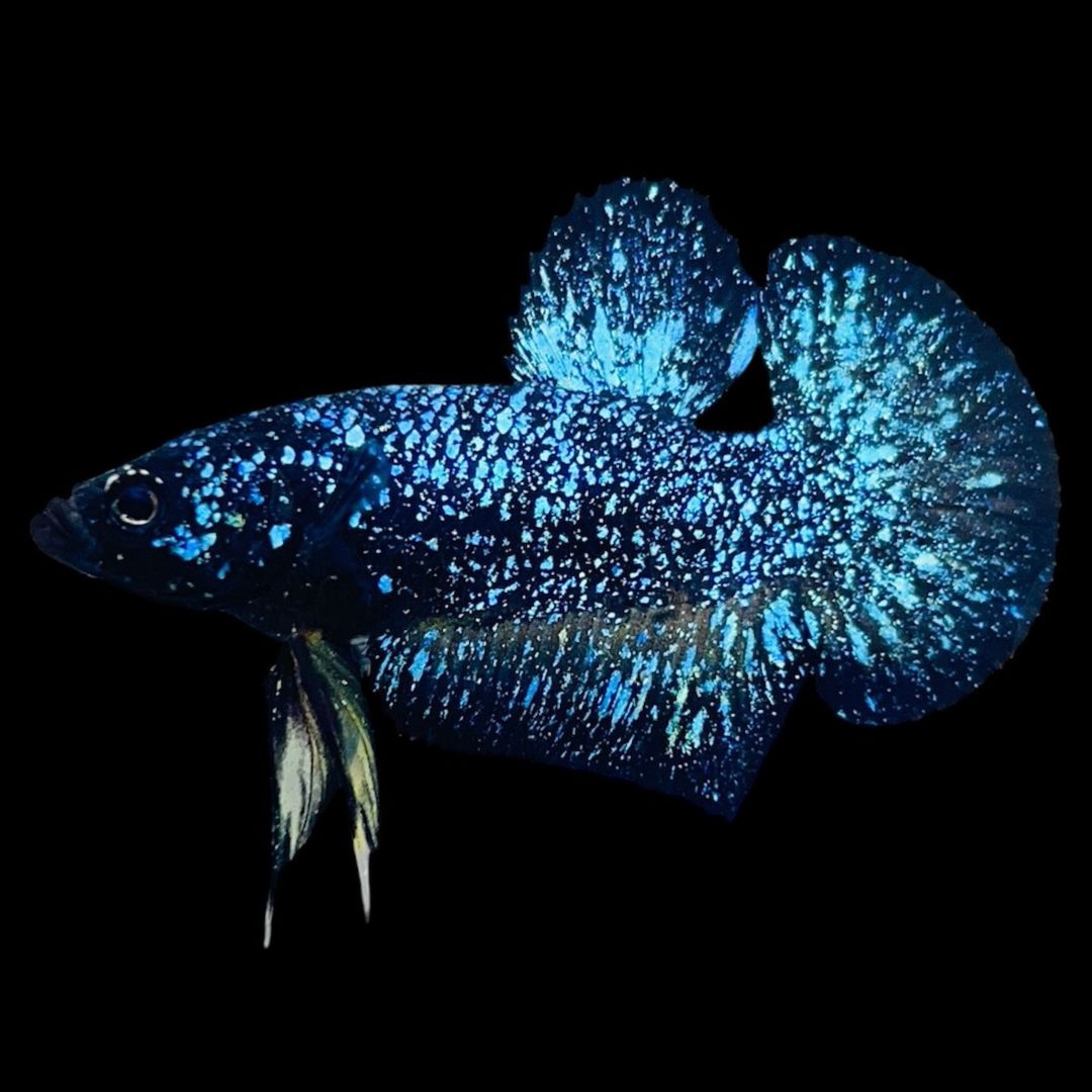 Rare Avatar Betta Fish