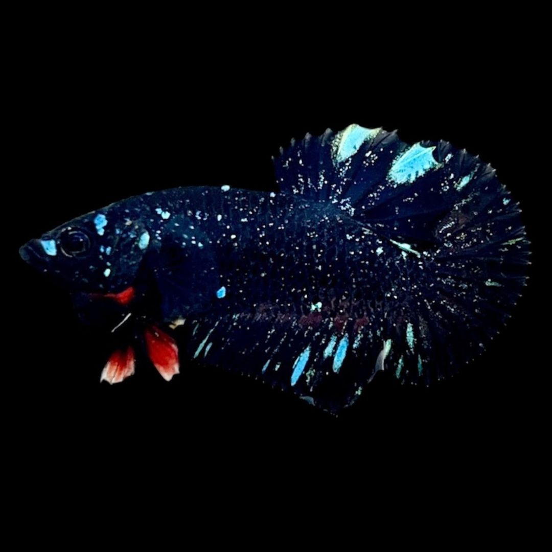 Rare Avatar Betta Fish