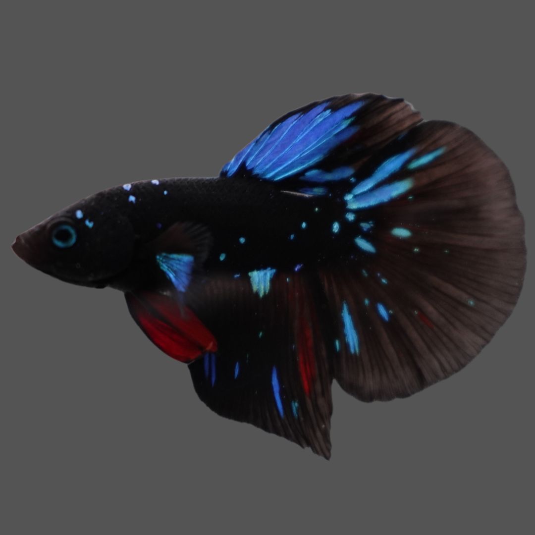 Rare Halfmoon Black Star Betta Fish