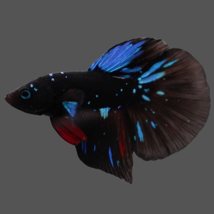 Rare Halfmoon Black Star Betta Fish