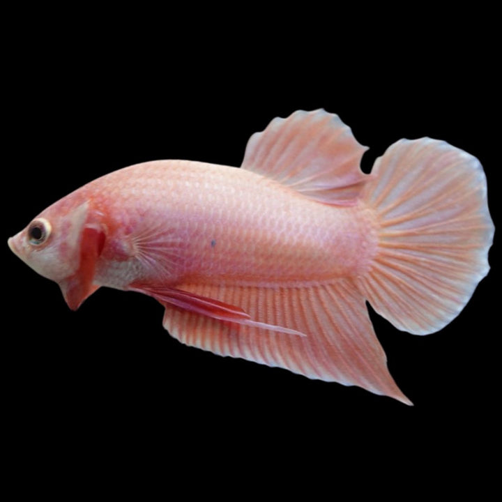 Rare Cherry Blossom Betta Fish