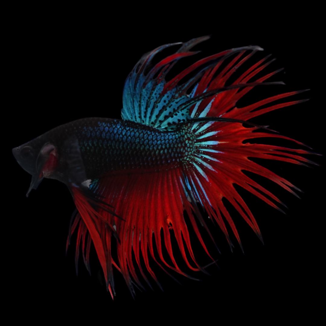 Rare Classic Crowntail Betta Fish