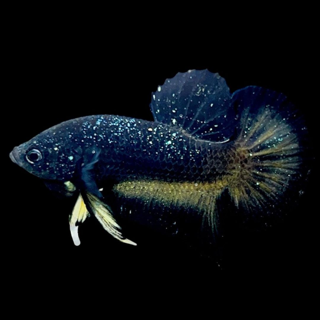Rare Avatar Betta Fish
