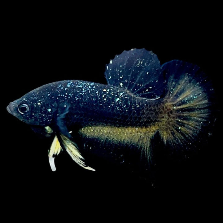 Rare Avatar Betta Fish