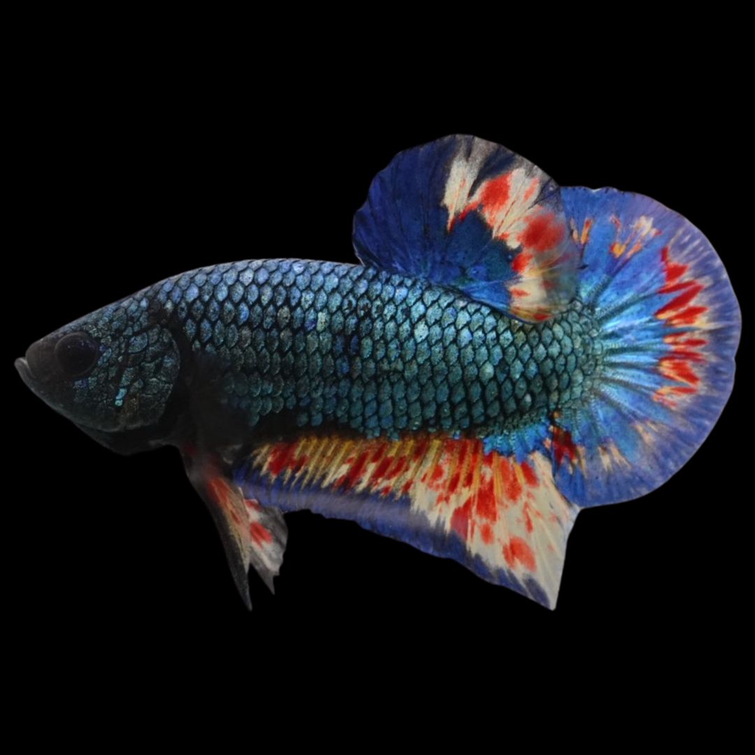 Rare Blue Copper Vanda Betta Fish