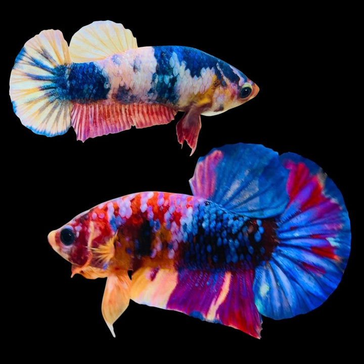 Rare Pair Koi Multicolors Betta Fish