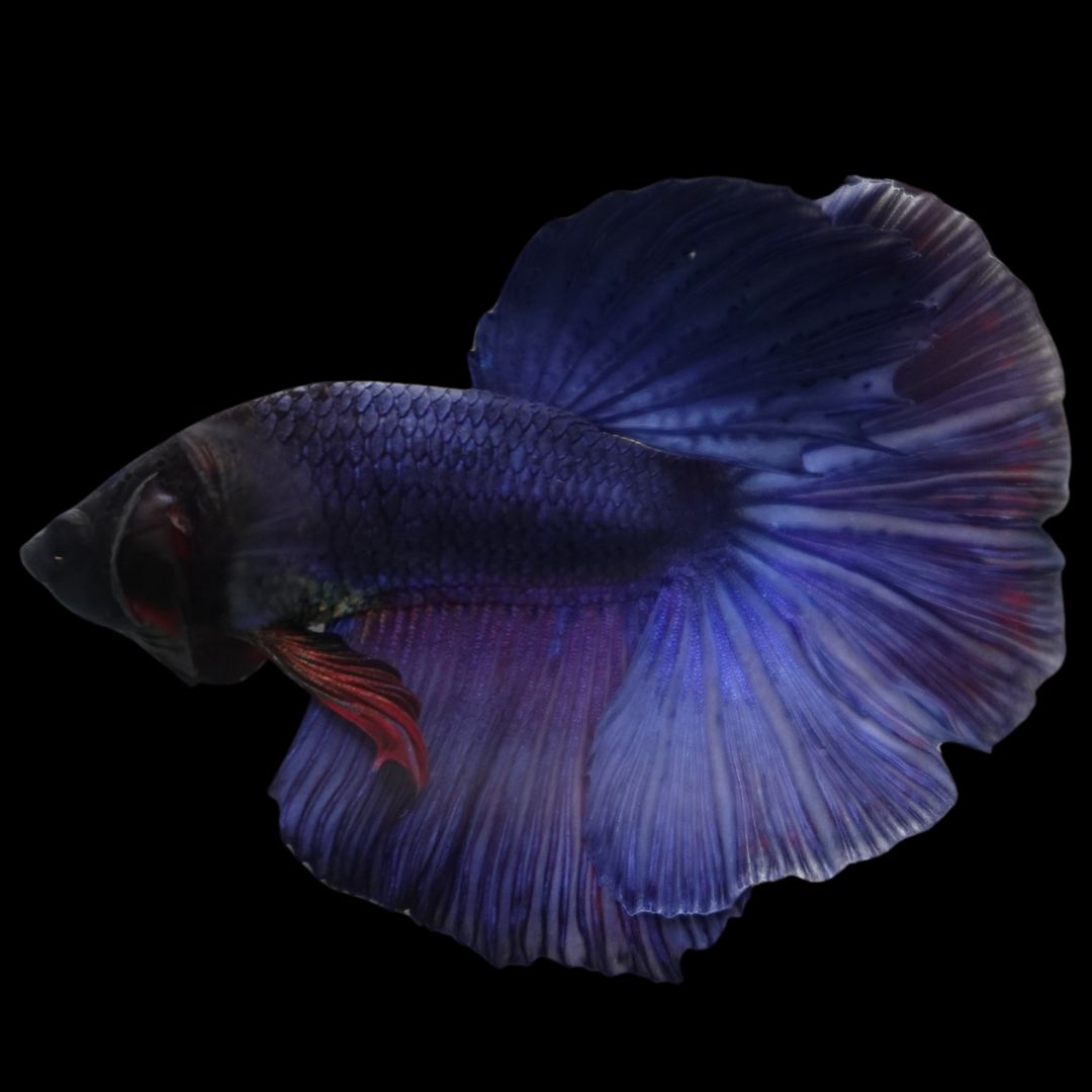 Rare Halfmoon Indigo Blue Betta Fish