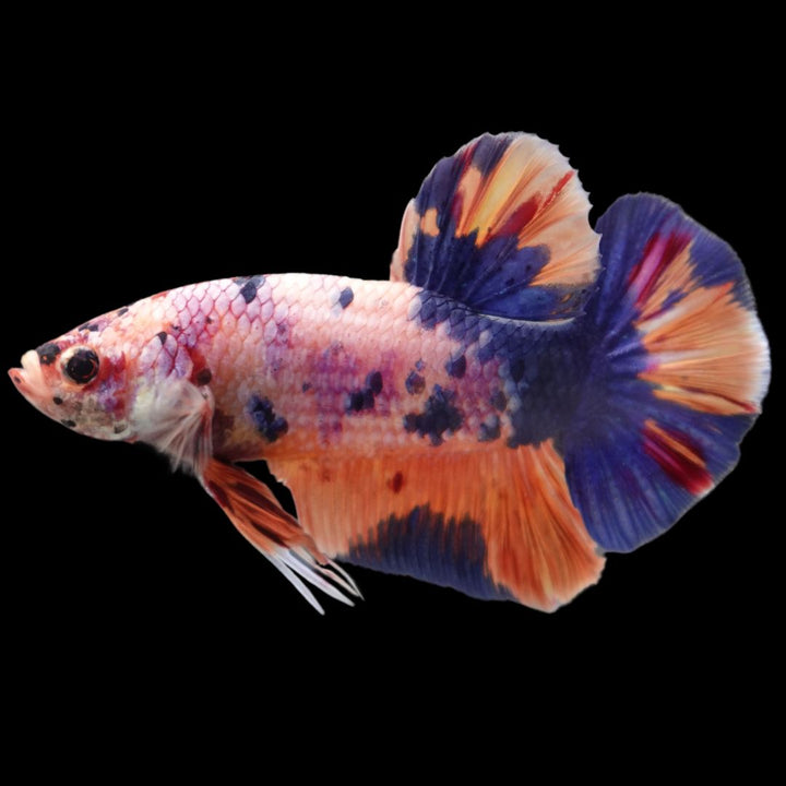 Rare Giant Multicolors Betta Fish