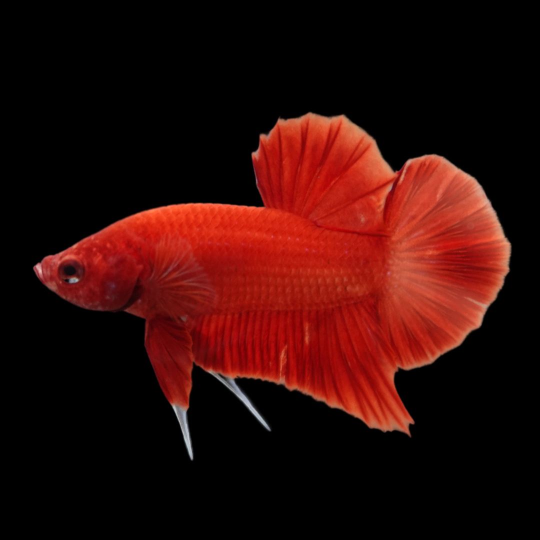 Scarlet Red Betta Fish