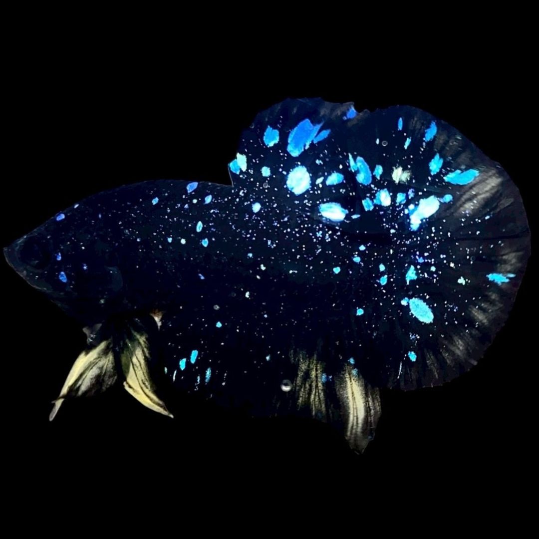 Rare Avatar Betta Fish