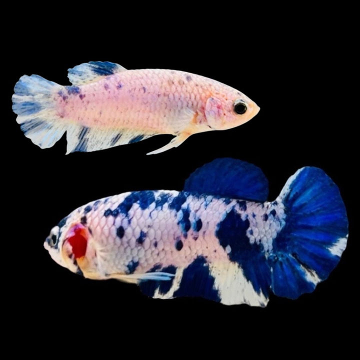 Rare Pair Blue Marble Dot Betta Fish