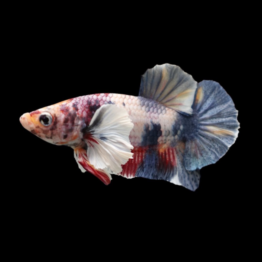 Rare Dumbo Koi Multicolors Betta Fish