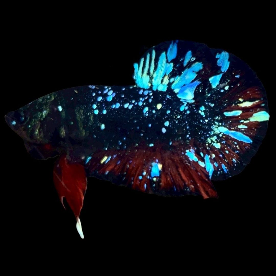 Rare Avatar Betta Fish