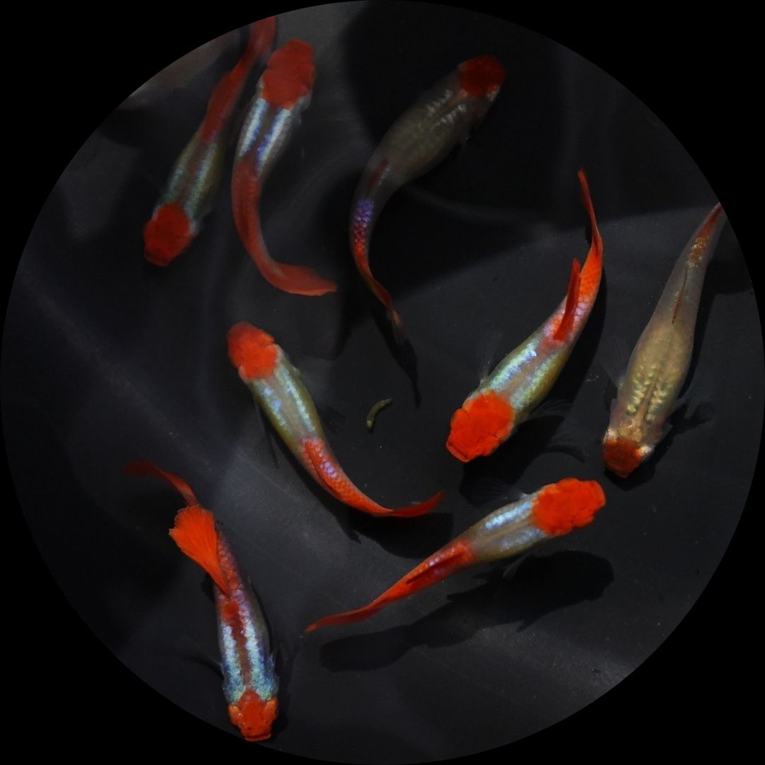 Platinum Koi Guppy Fish