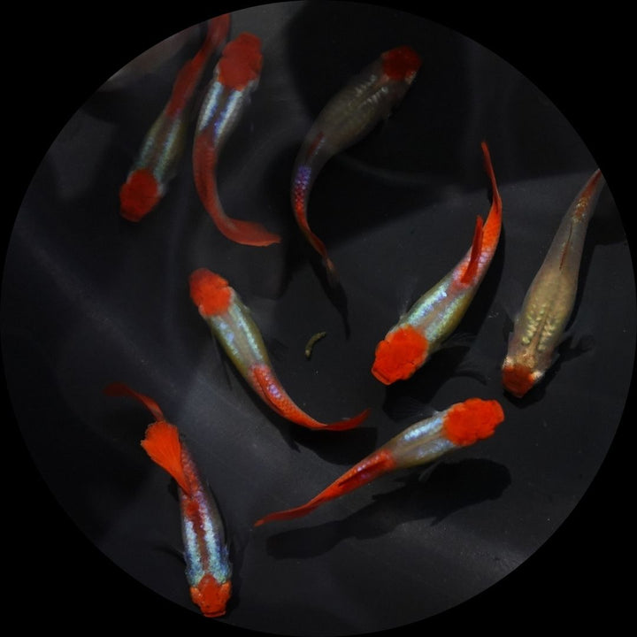 Platinum Koi Guppy Fish