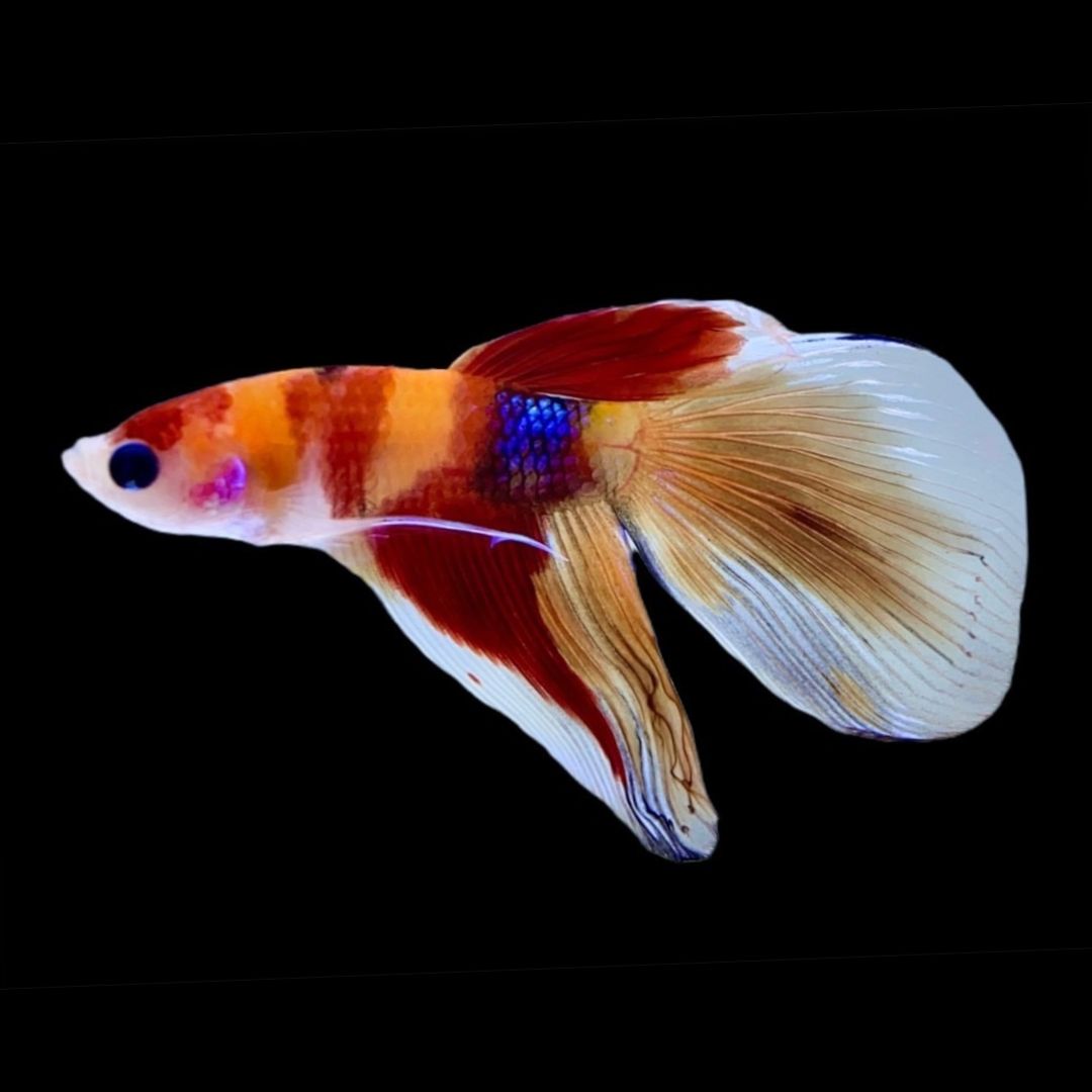 Rare Veiltail Koi Betta Fish