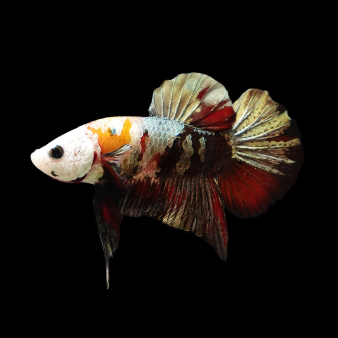 Competition grade - Multicolors White Face Betta Fish