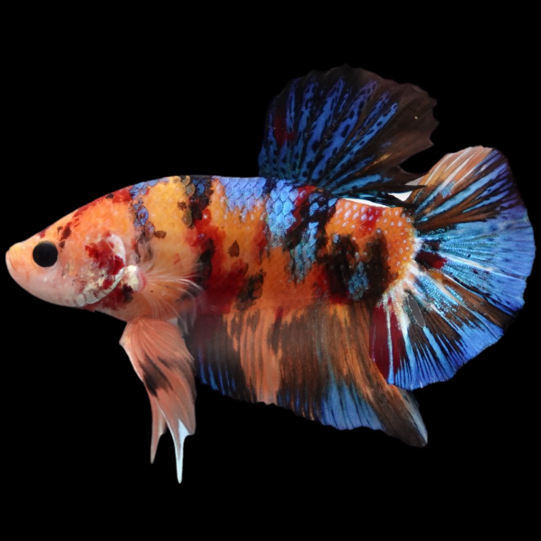 Rare Giant Multicolors Betta Fish