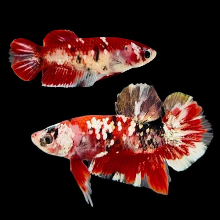 Rare Pair Red Copper Betta Fish