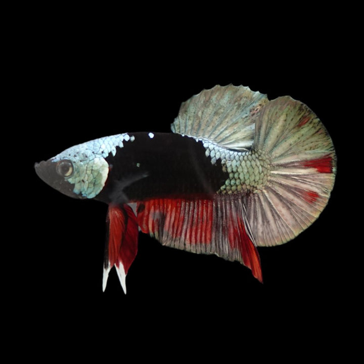 Competition grade - Copper Mask Betta Fish