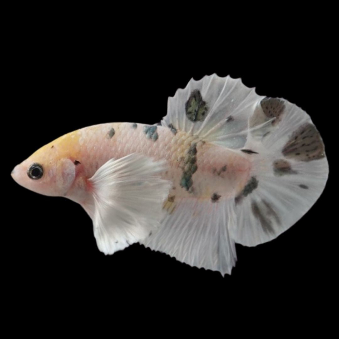 Rare Dumbo Koi Betta Fish