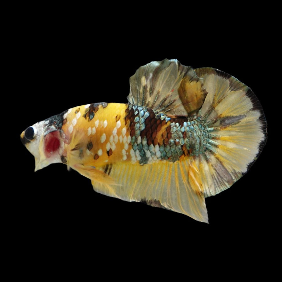 Capper Fish Competition grade - Yellow Copper Betta Fish (MALE)