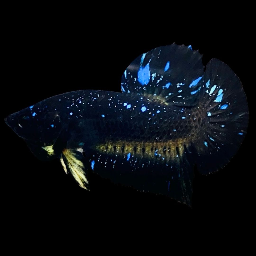 Rare Avatar Betta Fish
