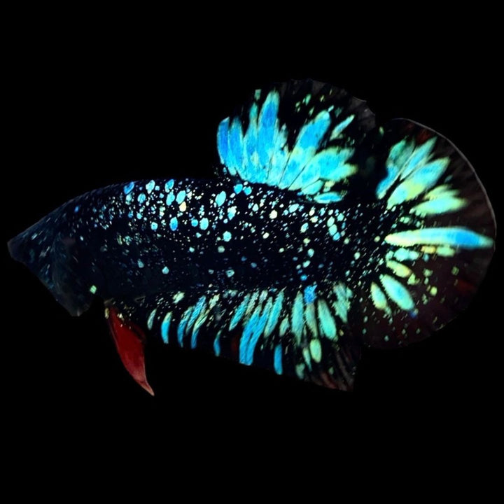 Rare Avatar Betta Fish