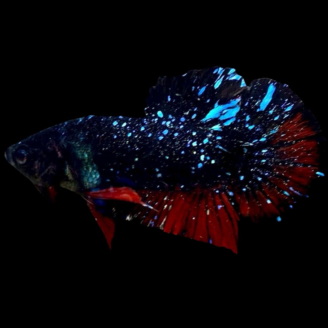 Rare Avatar Betta Fish