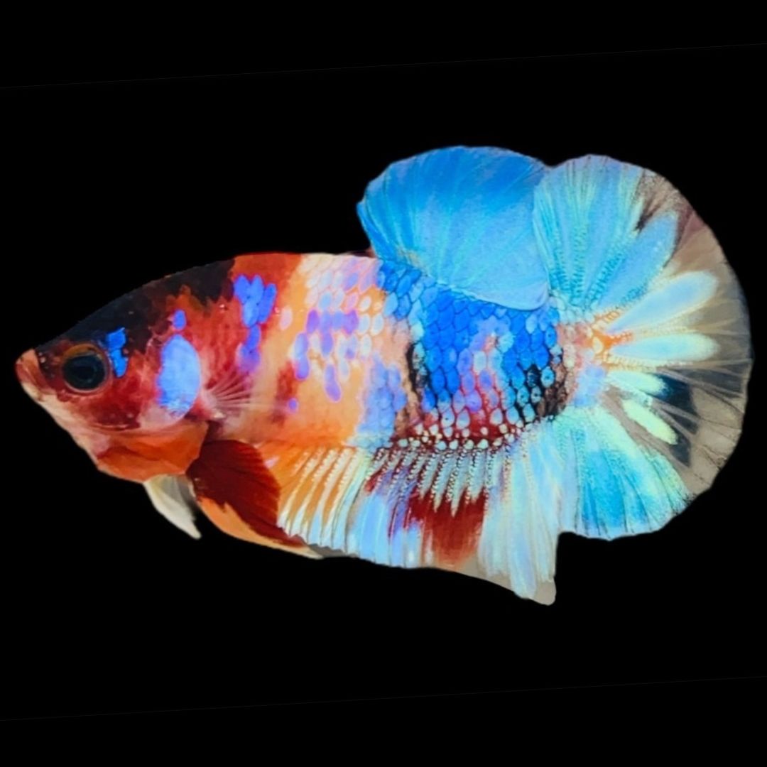 Rare Koi Multicolors Betta Fish