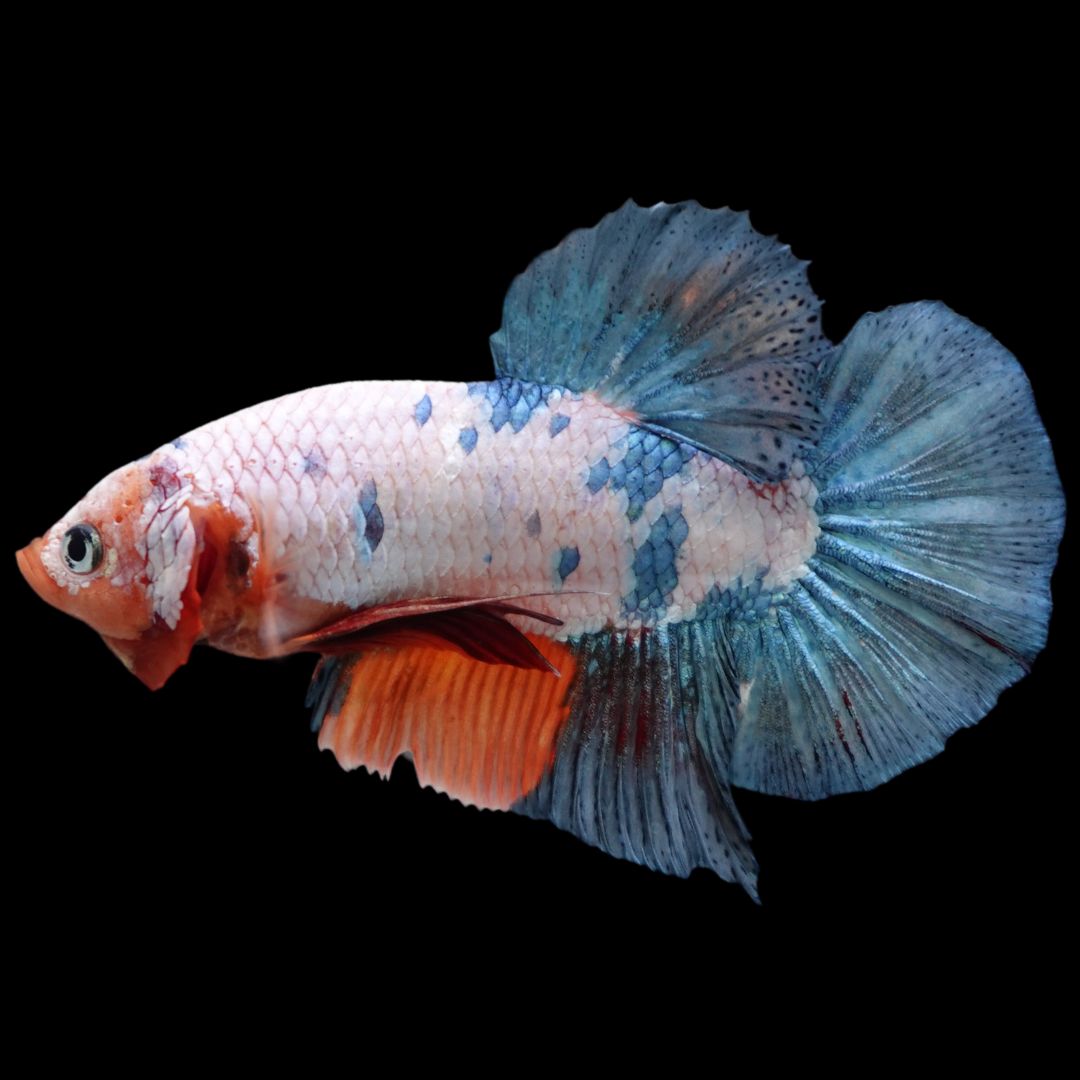 Rare Giant Multicolors Betta Fish