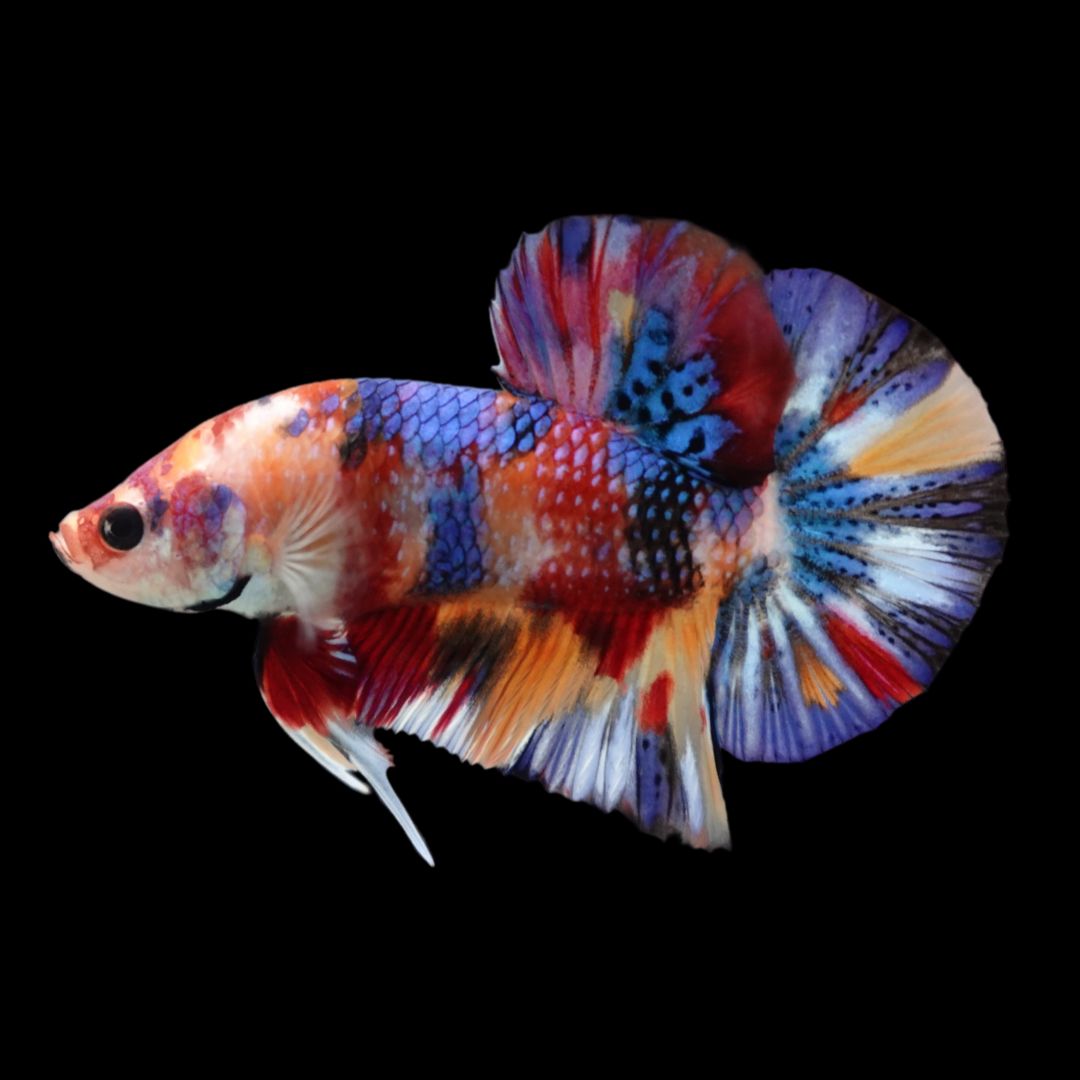 Competition grade - Candy Multicolors Betta Fish