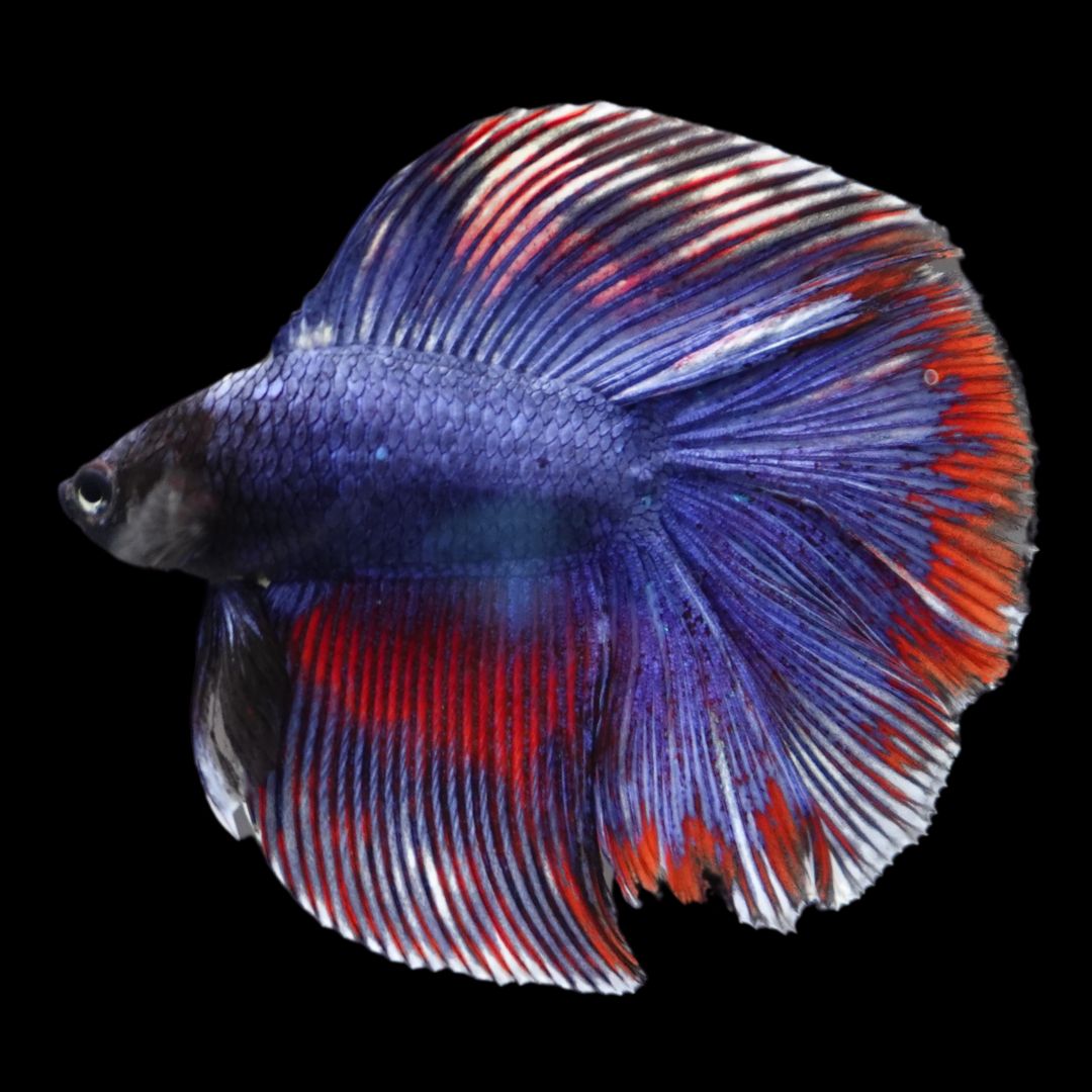 Rare Fullmoon Blue Devil Betta Fish