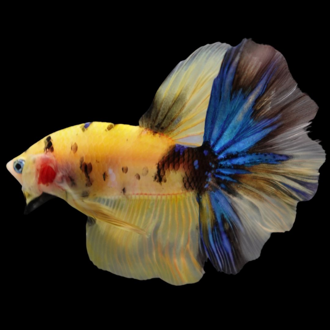 Rare Halfmoon Multicolors Betta Fish