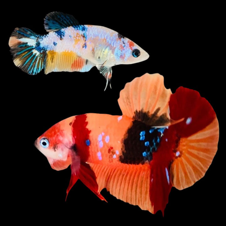 Rare Pair Koi Multicolors Betta Fish