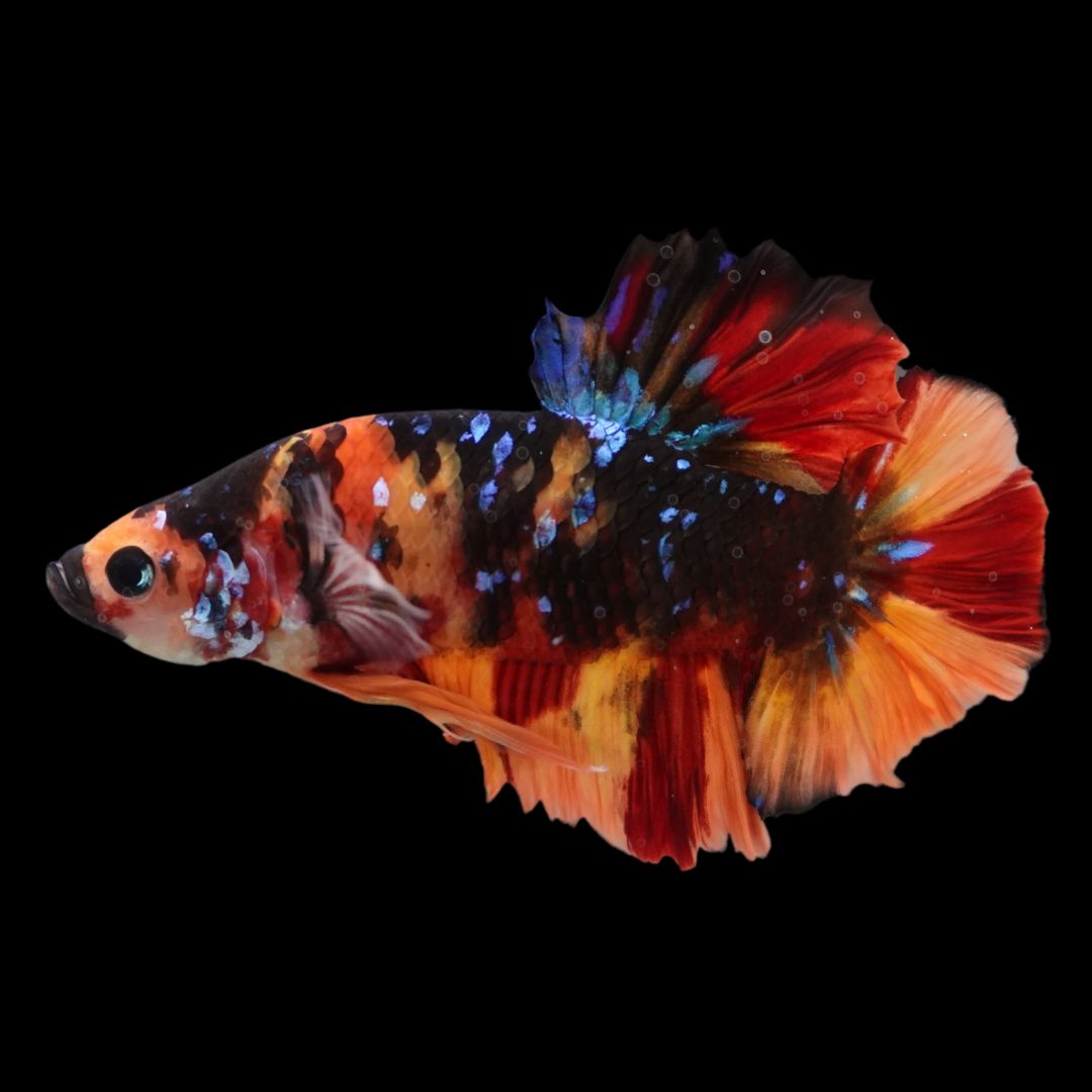 Rare Giant Multicolors Betta Fish