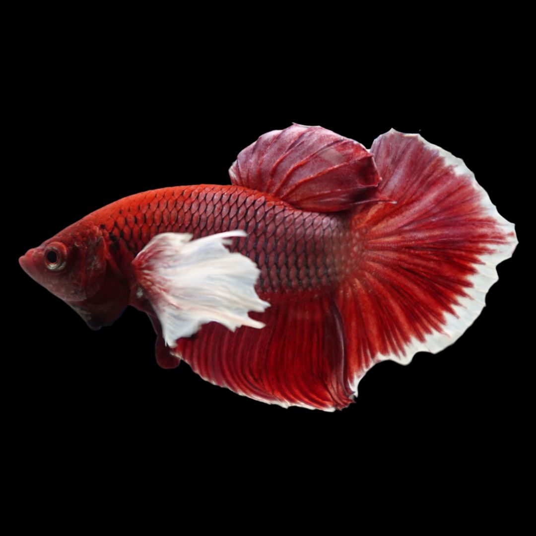 Rare Dumbo Ruby Red Betta Fish